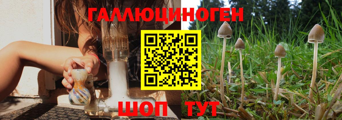 Псилоцибиновые грибы Psilocybine cubensis Миллерово